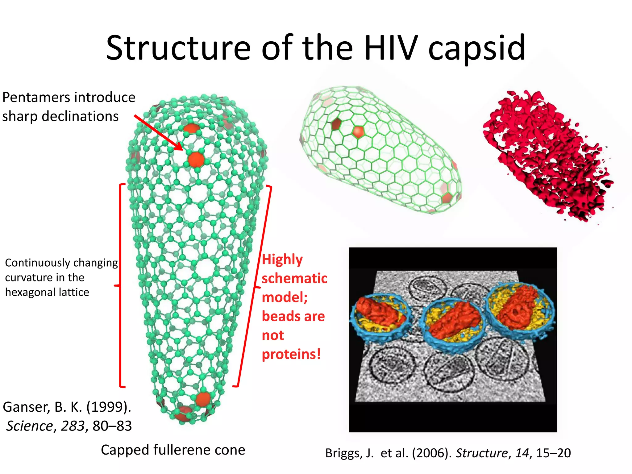 Structure of the HIV capsid
Pentamers introduce
sharp declinations

Continuously changing
curvature in the
hexagonal lattice

Highly
schematic
model;
beads are
not
proteins!

Ganser, B. K. (1999).
Science, 283, 80–83

Capped fullerene cone

Briggs, J. et al. (2006). Structure, 14, 15–20

 