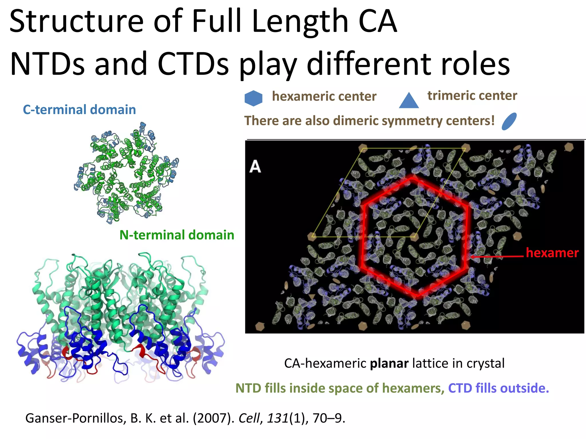 Structure of Full Length CA
NTDs and CTDs play different roles
C-terminal domain

hexameric center

trimeric center

There are also dimeric symmetry centers!

N-terminal domain
hexamer

CA-hexameric planar lattice in crystal
NTD fills inside space of hexamers, CTD fills outside.
Ganser-Pornillos, B. K. et al. (2007). Cell, 131(1), 70–9.

 