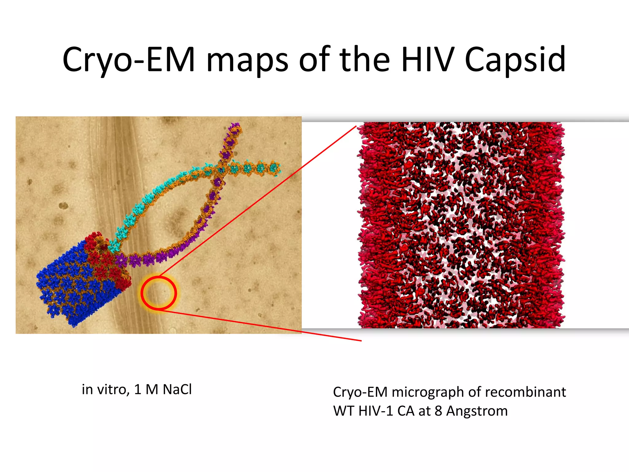 Cryo-EM maps of the HIV Capsid

in vitro, 1 M NaCl

Cryo-EM micrograph of recombinant
WT HIV-1 CA at 8 Angstrom

 