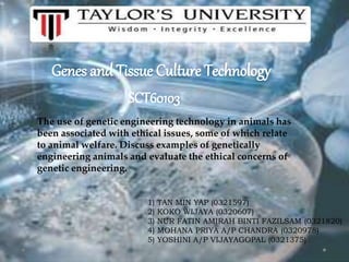 Genes and Tissue Culture Technology
SCT60103
The use of genetic engineering technology in animals has
been associated with ethical issues, some of which relate
to animal welfare. Discuss examples of genetically
engineering animals and evaluate the ethical concerns of
genetic engineering.
1) TAN MIN YAP (0321597)
2) KOKO WIJAYA (0320607)
3) NUR FATIN AMIRAH BINTI FAZILSAM (0321820)
4) MOHANA PRIYA A/P CHANDRA (0320978)
5) YOSHINI A/P VIJAYAGOPAL (0321375)
 