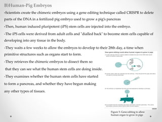 B)Human-Pig Embryos
-Scientists create the chimeric embryos using a gene editing technique called CRISPR to delete
parts of the DNA in a fertilized pig embryo used to grow a pig’s pancreas
-Then, human induced pluripotent (iPS) stem cells are injected into the embryo.
-The iPS cells were derived from adult cells and "dialled back" to become stem cells capable of
developing into any tissue in the body.
-They waits a few weeks to allow the embryos to develop to their 28th day, a time when
primitive structures such as organs start to form.
-They retrieves the chimeric embryos to dissect them so
that they can see what the human stem cells are doing inside.
-They examines whether the human stem cells have started
to form a pancreas, and whether they have begun making
any other types of tissues.
Figure 5: Gene editing to allow
human organ to grow in pigs
 
