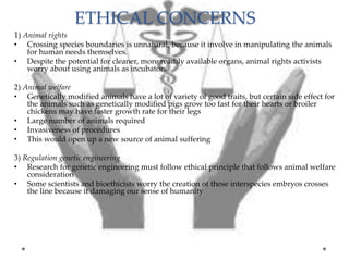 ETHICAL CONCERNS
1) Animal rights
• Crossing species boundaries is unnatural, because it involve in manipulating the animals
for human needs themselves.
• Despite the potential for cleaner, more readily available organs, animal rights activists
worry about using animals as incubators.
2) Animal welfare
• Genetically modified animals have a lot of variety of good traits, but certain side effect for
the animals such as genetically modified pigs grow too fast for their hearts or broiler
chickens may have faster growth rate for their legs
• Large number of animals required
• Invasiveness of procedures
• This would open up a new source of animal suffering
3) Regulation genetic engineering
• Research for genetic engineering must follow ethical principle that follows animal welfare
consideration
• Some scientists and bioethicists worry the creation of these interspecies embryos crosses
the line because it damaging our sense of humanity
 
