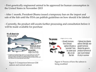 - First genetically engineered animal to be approved for human consumption in
the United States in November 2015
- After 1 month, President Obama issued a temporary ban on the import and
sale of the fish until the FDA can publish guidelines on how should it be labeled
- Currently, the product still awaits further processing and consultation before it
will be made available for purchase
Figure 3: Comparison between GM
salmon and normal salmon
Figure 4: Process of how the salmon is
being modified
 