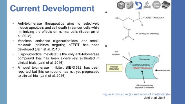 Telomerase Inhibition as Novel Cancer Therapeutic Method Biology Diagrams