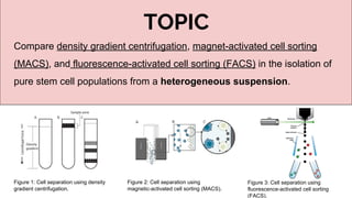 TOPIC
Compare density gradient centrifugation, magnet-activated cell sorting
(MACS), and fluorescence-activated cell sorting (FACS) in the isolation of
pure stem cell populations from a heterogeneous suspension.
Figure 1: Cell separation using density
gradient centrifugation.
Figure 2: Cell separation using
magnetic-activated cell sorting (MACS).
Figure 3: Cell separation using
fluorescence-activated cell sorting
(FACS).
 