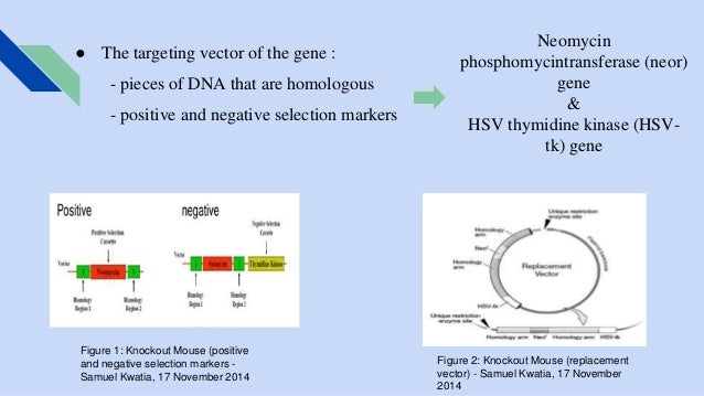 Knockout mice pdf image