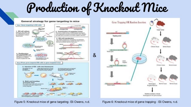 Crispr cas9 knockout mouse image