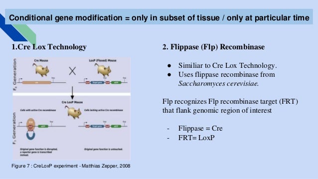 Gene knockout in plants picture