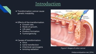 Introduction
➔ Transformation cancer cause
genetic instability.
➔ Effects of the transformation.
◆ Growth rate,
◆ Mode of growth,
◆ Life span
◆ Product formation
◆ Tumorigenicity
➔ Causes of transformation.
◆ Virus
◆ Gene transfection
◆ Chemical carcinogens
◆ Ionizing radiation
Figure 1: Stages of colon cancer
(Helpconstipation.net, 2014).
 