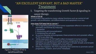 “AN EXCELLENT SERVANT, BUT A BAD MASTER”
What is TGF-β?
It is a protein that performs many cellular functions such as control of cell
growth, cell proliferation, cell differentiation and apoptosis (Khalil 1999).
How does TGF beta link to cancer ?
● TGF-β signaling pathways exert tumor suppressor effects in normal cells
and early carcinomas by inducing:
1. Apoptosis
2. Preventing cell immortalization
3. Inhibiting the cell cycle.
● As tumors develop and progresses, these protective and cytostatic effects
of TGF-β are often lost.
● While expression of TGF itself is often increased in human tumors,
expression of the genes encoding various components of the TGF
signaling cascade (receptor type I and type II, Smad2, Smad3, and Smad4)
are often mutated or deleted in human cancer.
● When this happens, The TGF-β signaling then switches to promote cancer
progression, invasion, and tumor metastasis.
(Lebrun, 2012).
1. Targeting the transforming Growth Factor-β signaling in
cancer therapy.
Treatment
Figure 2: Pathway of TGF-β
signalling pathway
 