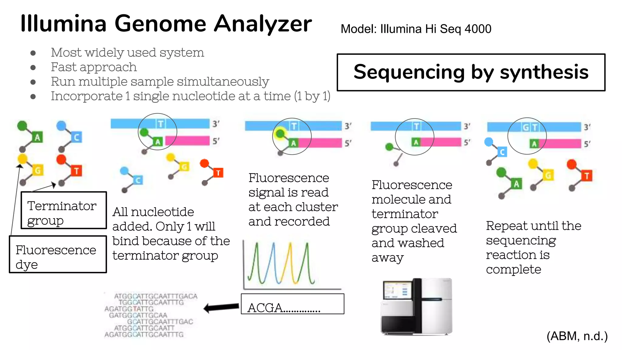 Illumina Genome Analyzer
● Most widely used system
● Fast approach
● Run multiple sample simultaneously
● Incorporate 1 single nucleotide at a time (1 by 1)
All nucleotide
added. Only 1 will
bind because of the
terminator group
Fluorescence
molecule and
terminator
group cleaved
and washed
away
Repeat until the
sequencing
reaction is
complete
Terminator
group
Fluorescence
dye
Fluorescence
signal is read
at each cluster
and recorded
ACGA…………..
Sequencing by synthesis
(ABM, n.d.)
Model: Illumina Hi Seq 4000
 