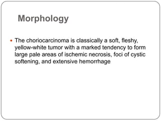 Morphology

 The choriocarcinoma is classically a soft, fleshy,
 yellow-white tumor with a marked tendency to form
 large pale areas of ischemic necrosis, foci of cystic
 softening, and extensive hemorrhage
 