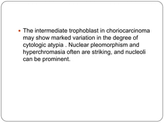  The intermediate trophoblast in choriocarcinoma
 may show marked variation in the degree of
 cytologic atypia . Nuclear pleomorphism and
 hyperchromasia often are striking, and nucleoli
 can be prominent.
 