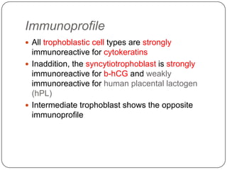 Immunoprofile
 All trophoblastic cell types are strongly
  immunoreactive for cytokeratins
 Inaddition, the syncytiotrophoblast is strongly
  immunoreactive for b-hCG and weakly
  immunoreactive for human placental lactogen
  (hPL)
 Intermediate trophoblast shows the opposite
  immunoprofile
 