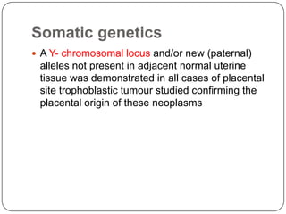 Somatic genetics
 A Y- chromosomal locus and/or new (paternal)
 alleles not present in adjacent normal uterine
 tissue was demonstrated in all cases of placental
 site trophoblastic tumour studied confirming the
 placental origin of these neoplasms
 