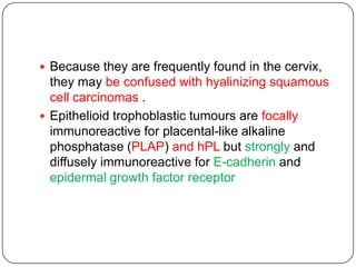  Because they are frequently found in the cervix,
  they may be confused with hyalinizing squamous
  cell carcinomas .
 Epithelioid trophoblastic tumours are focally
  immunoreactive for placental-like alkaline
  phosphatase (PLAP) and hPL but strongly and
  diffusely immunoreactive for E-cadherin and
  epidermal growth factor receptor
 