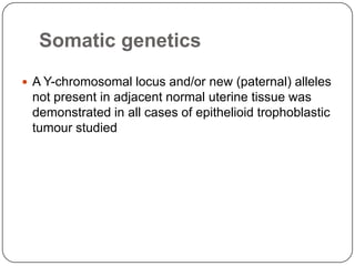 Somatic genetics
 A Y-chromosomal locus and/or new (paternal) alleles
 not present in adjacent normal uterine tissue was
 demonstrated in all cases of epithelioid trophoblastic
 tumour studied
 