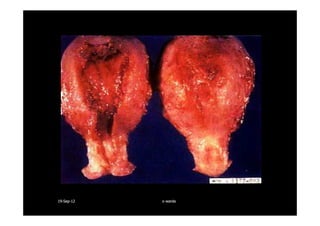 1919--SepSep--1212 o wardao warda
 