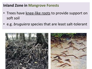 Mangroves | PPT