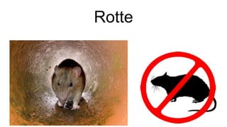 Rotte
 