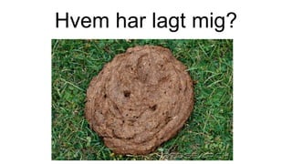 Hvem har lagt mig?
 