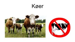 Køer
 