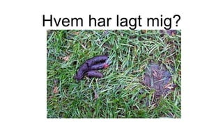 Hvem har lagt mig?
 