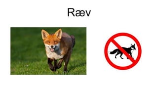 Ræv
 