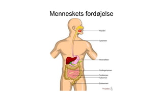 Menneskets fordøjelse
 