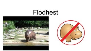 Flodhest
 