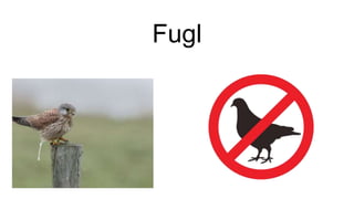 Fugl
 