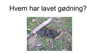 Hvem har lavet gødning?
 