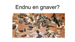 Endnu en gnaver?
 