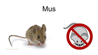 Mus
 