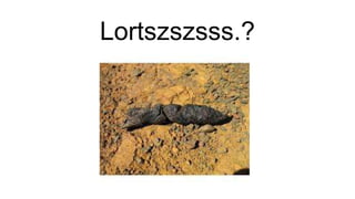 Lortszszsss.?
 