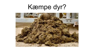 Kæmpe dyr?
 