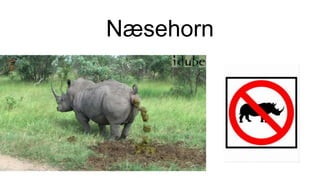 Næsehorn
 