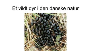 Et vildt dyr i den danske natur
 