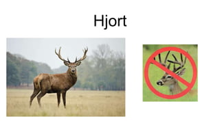 Hjort
 