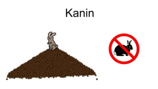 Kanin
 