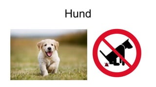 Hund
 