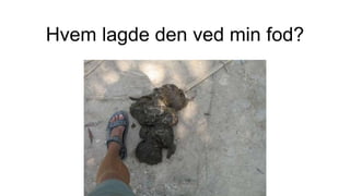 Hvem lagde den ved min fod?
 