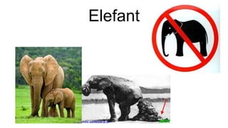 Elefant
 