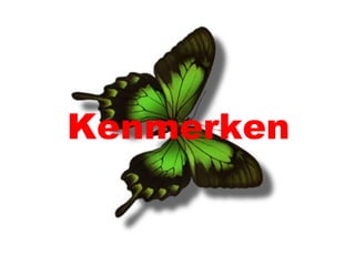 Kenmerken
 