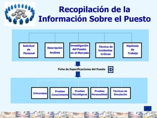 Recopilación de la Información Sobre el Puesto Descripción Análisis Solicitud  de  Personal Investigación  del Puesto  en el Mercado Técnica de Incidentes  Críticos Hipótesis  de  Trabajo Ficha de Especificaciones del Puesto Entrevistas Pruebas Conocimiento Pruebas Psicológicas Pruebas Personalidad Técnicas de  Simulación 