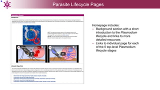 Homepage includes:
• Background section with a short
introduction to the Plasmodium
lifecycle and links to more
detailed r...