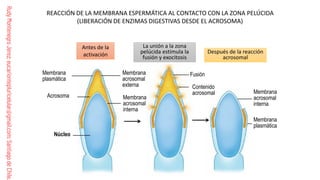 Comprehensive Guide to Human Fertilization and Embryonic Development | PDF