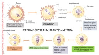 Comprehensive Guide to Human Fertilization and Embryonic Development | PDF