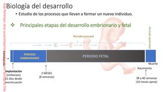 Comprehensive Guide to Human Fertilization and Embryonic Development | PDF