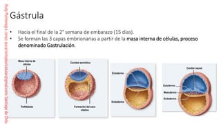 Comprehensive Guide to Human Fertilization and Embryonic Development | PDF